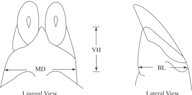 Figure 1. Measuring sites for thickness of gingiva at incisor.