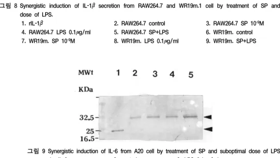 그림 9 Synergistic induction of IL-6 from A20 cell by treatment of SP and suboptimal dose of LPS.