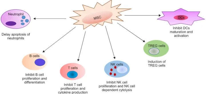 Figure 1. Suppressive effects of MSCs on immune cells. The effects of MSCs on cells of the immune system are anti-inflammatory.