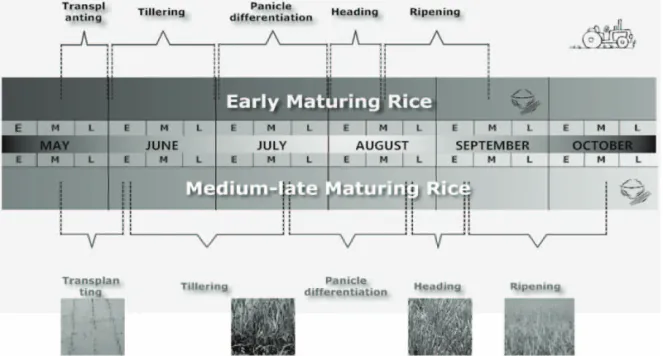 Fig. 1.  Temporal differences in growth cycles between early maturing and medium-late maturing rice grown in South Korea.