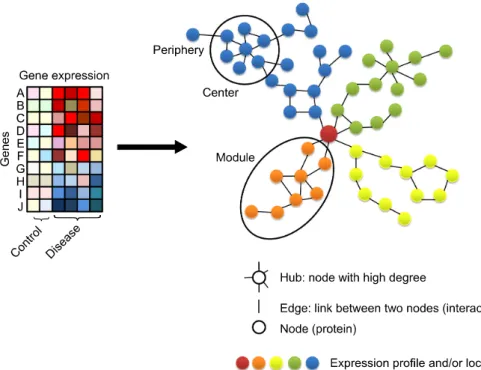 Figure 2. Transformation  of  data  into  network  matrix  and  its   com-ponents.하는지 기술할 수는 있지만,  그것들을 나열하는 것으로 비행기가 어떻게 하늘을 날 수 있는지 설명할 수 없다.”  생물학의 본질을 고려할 때,  생명 현상의 다면적 구조와 기능을 포괄하면서 많은 자료와 모델을 개념적으로 통합하기 위해서는 생물학,  컴퓨터 공학과 통계학의 공동작업을 통한 다학제간 기술 융합이 이