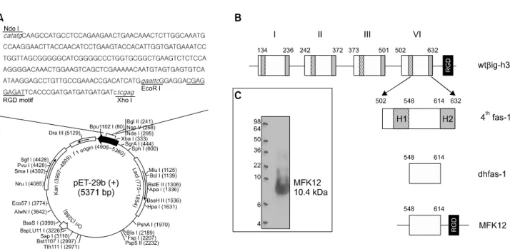 Figure 1. Design  of  the  recombinant  MFK12  peptide.  (A)  A  schematic  representation  of  pET-29b(+)  containing  MFK12  sequence
