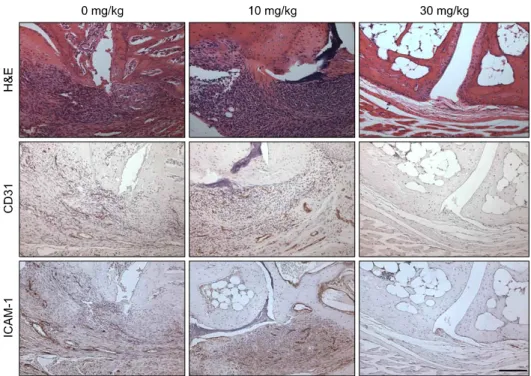 Figure 4. Histologies  and  immu- immu-nohistologies  of  joints  tissues  from  control  and  MFK-12  treated  (10  and  30  mg/kg)  CIA  mice