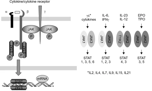 Figure 3. Janus  activated  kinase  inhibitors.