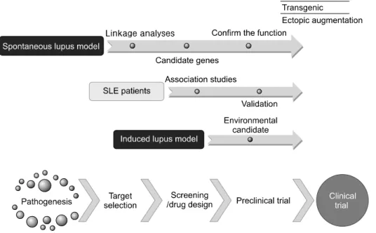 Figure 1. Integration  of  human  and  murine  studies  for  new  SLE  drug  discovery.