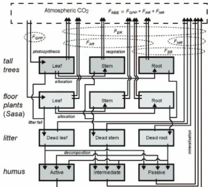 Fig. 4.  The schematic diagram of the box-flow system applied in VISIT model. Tall trees, floor plants, litter, and humus compartment has 3 boxes, respectively (Ito and Oikawa, 2002).