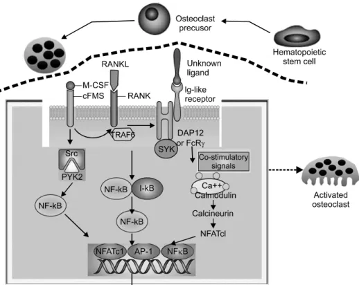 Figure 1. Intracellular  signaling  pathway  leading  to  osteoclast   dif-ferentiation