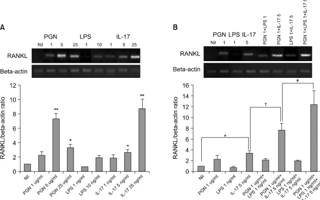 Fig. 1. RANKL  mRNA  expression  by  the  RA-FLSs  after  stimulation  with  IL-17,  PGN  and  LPS  (A)  The  RANKL  mRNA  expression  induced  by  IL-17,  PGN  and  LPS