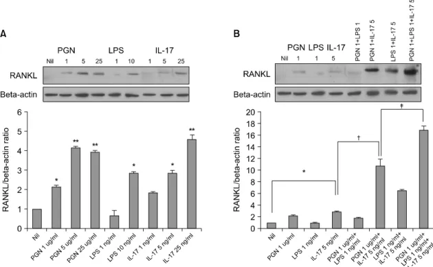 Fig. 2. The  RANKL  protein  expression  in  the  RA-FLSs  increased  significantly  after  treatment  with  IL-17,  PGN  and  LPS  (A)  The  RA-FLSs  were  cultured  with  or  without  IL-17  (1,  5,  25  ng/ml),  PGN  (1,  5,  25  ng/ml)  or  LPS  (1,  1