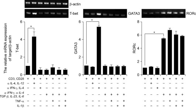 Fig. 2. Expression  of  transcription  factors  in  human  CD4 ＋   Th17  cells.  RT-PCR  analysis  of  T-bet,  GATA3  and  RORc  expression  in  CD4 ＋   T  cells