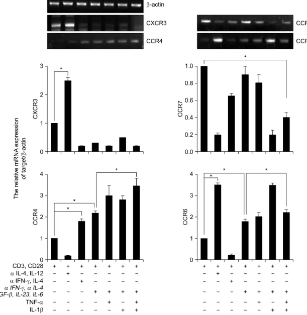 Fig. 3. Expression  of  chemokines  receptors  in  human  CD4 ＋   Th17  cell.  RT-PCR  analysis  of  CXCR3,  CCR7,  CCR4,  and  CCR6  expression  in  CD4 ＋   T  cells