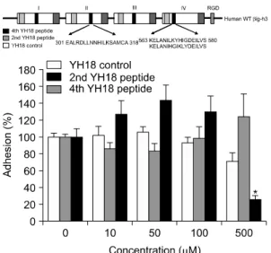 Fig.  4.  Identification  of  the  motif  mediating  FLS  adhesion  to  βig-h3.  The  2nd  YH18  peptide  (spanning  amino  acids  301∼318  in  the  2nd  fas-1  domain),  4th  YH18  peptide  (spanning  amino  acids  563∼580  in  the  4th  fas-1  domain),  