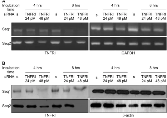 Fig.  3.  Inhibition  of  TNFRI  mRNA  and  protein  by  TNFRI  specific  siRNA  in  RA  fibroblast  like  synoviocytes(FLS)