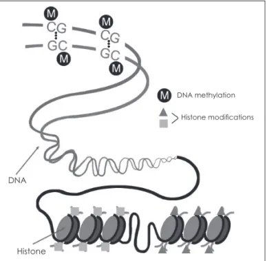 Fig. 2. Schematic of the reversible changes in chromatin organi- organi-zation that influence gene expression by histone acetylation or  DNA methylation: genes are expressed (switched on) when the  chromatin is open (active), and they are inactivated (swit
