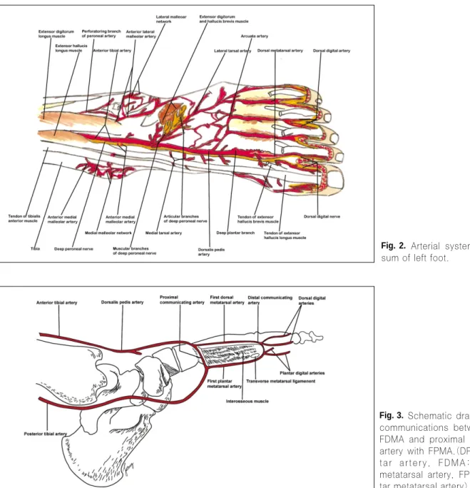 Fig. 2. Arterial  systems  of  the  dor- dor-sum of left foot.