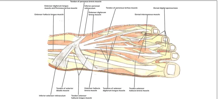 Fig. 7. Muscles and tendons of the dorsum of foot.