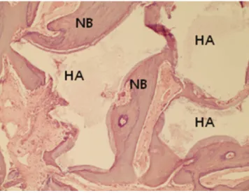 Fig. 3. Experimental group after 4 weeks (H-E stain,×100 ).