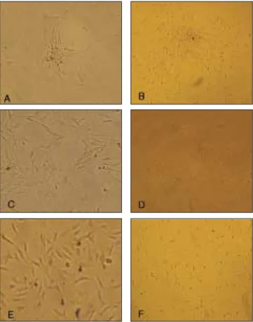 Fig. 1. Morphology  of  stem  cells  from  dental  tissues.(2-3 passages) 
