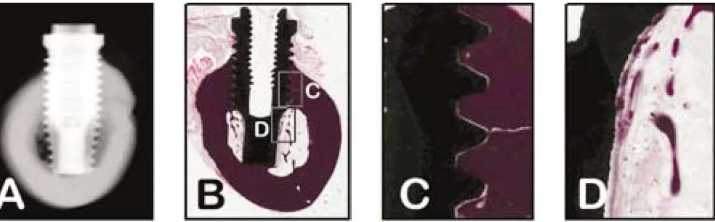 Fig. 1. Radiograph and photomicrographs of control group. A. The tibia shows thick dense cortical bone and marrow space.