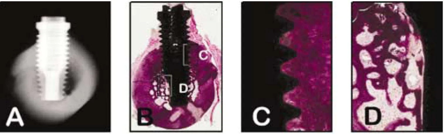 Fig. 4. Radiograph and photomicrographs of experimental group 3. A. The tibia shows thick dense cortical bone and marrow space