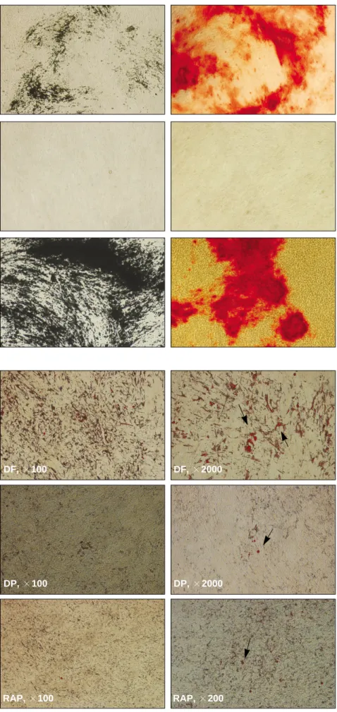 Fig. 7. Osteogenic  differentiations  of dental  tissue-derived  stem  cells  for  4 weeks