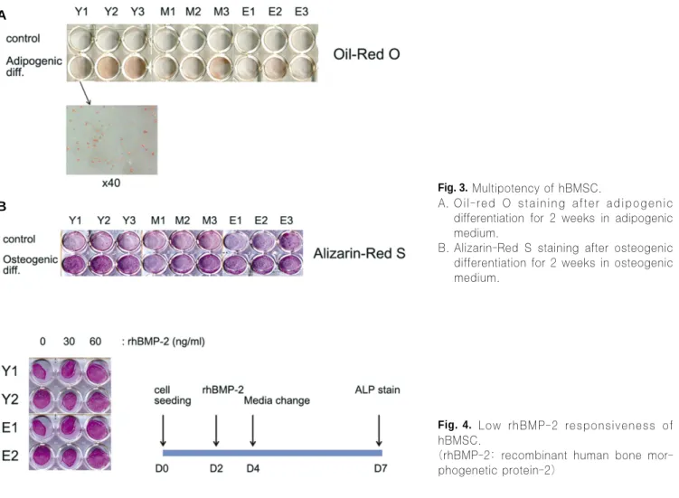 Fig. 3. Multipotency of hBMSC.