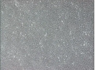 Fig. 3. Photo of stem cell injection. Fig. 4. Photo of Implantation.