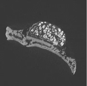 Fig. 6. Micro CT images of 4 weeks after grafting in experi- experi-mental group.