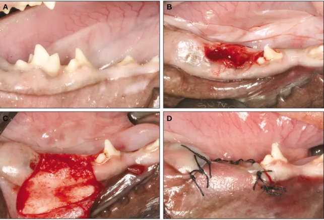 Fig. 1. A. Clinical features before treatment. 