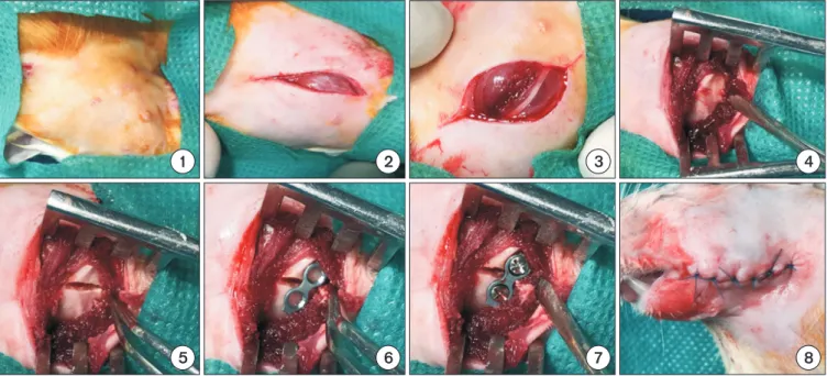Fig. 1. Surgical steps: ① shaving of surgical site, ② submandibular cutaneous incision, ③ exposure of masseter muscle, ④ dissection of  the masseter muscle and exposure of the body of mandible, ⑤ fracture line, ⑥ placement of microplate, ⑦ fixation with sc