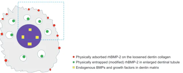 Fig. 2. Illustration of the types of recombinant human bone morphogenetic protein-2 (rhBMP-2) incorporation with demineralized dentin  matrix (DDM) (DDM/rhBMP-2)