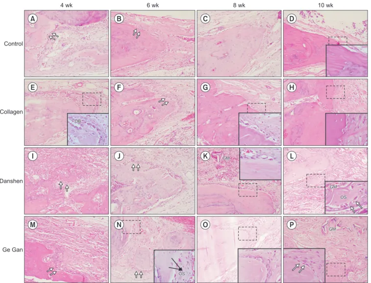 Fig. 1. Representative H&amp;E sections depicting the new bone formation at 4, 6, 8, and 10 weeks for each groups (H&amp;E staining, A-P: ×200,  inset: ×1,000)