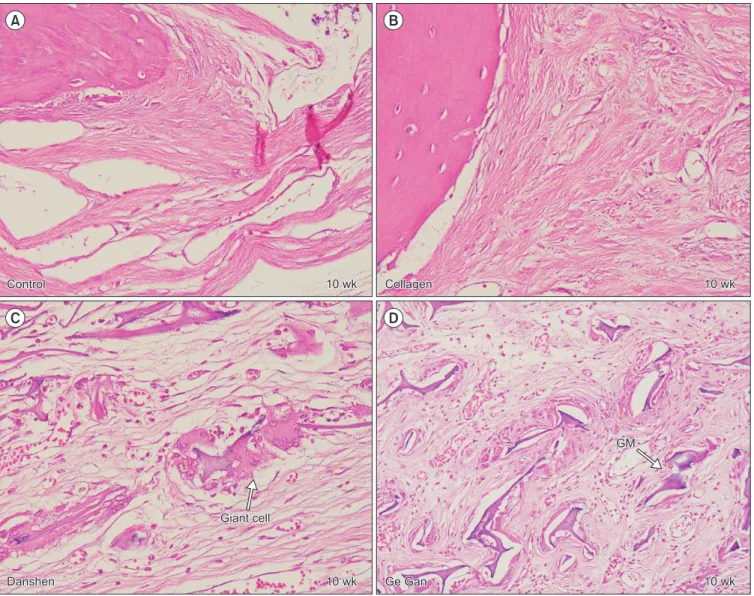 Fig. 2. Representative H&amp;E section depicting healing process in defect area at 10-week trial (H&amp;E staining, A-D: ×400)
