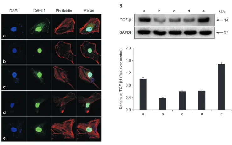 Fig. 5. Effects of alendronate, recombinant human bone morphogenetic protein-2 (rhBMP-2), and low-level laser therapy (LLLT) on ex- ex-pression of transforming growth factor-beta1 (TGF-β1)