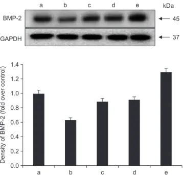 Fig. 6. Effects of alendronate, recombinant human bone morpho- morpho-genetic protein-2 (rhBMP-2), and low-level laser therapy (LLLT) on  expression of BMP-2