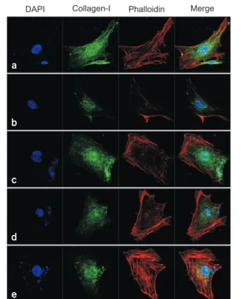 Fig. 7. Effects of alendronate, recombinant human bone morphogenetic protein-2 (rhBMP-2), and low-level laser therapy (LLLT) on expres- expres-sion of collagen type I