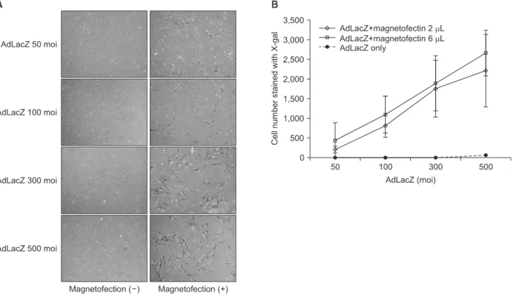 Fig. 1. Efficiency of gene transfer with adenoviral magnetofection compared to conventional adenoviral transduction