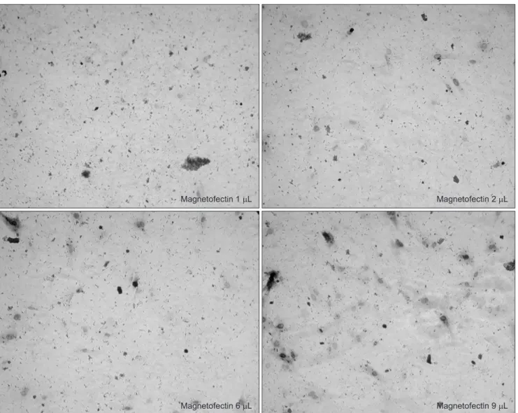 Fig. 2. Dependence on varying magnetofectin (magnetic nanoparticle) dose at constant multiplicity of infection (moi) (AdLacZ 200 moi)