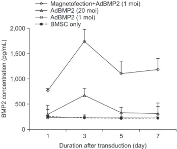 Fig.  3.  BMP2  protein  in  conditioned  media  of  bone  marrow  stromal  cell  (BMSC)  transduced  with  AdBMP2  with/without  magnetic  nanoparticle