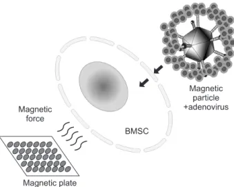 Fig.  7.  Schematic  illustration  of  adenoviral  magnetofection  to  bone  marrow  stromal  cell  (BMSC)