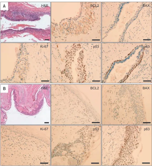 Fig.  5.  Histological  and  immunohi­