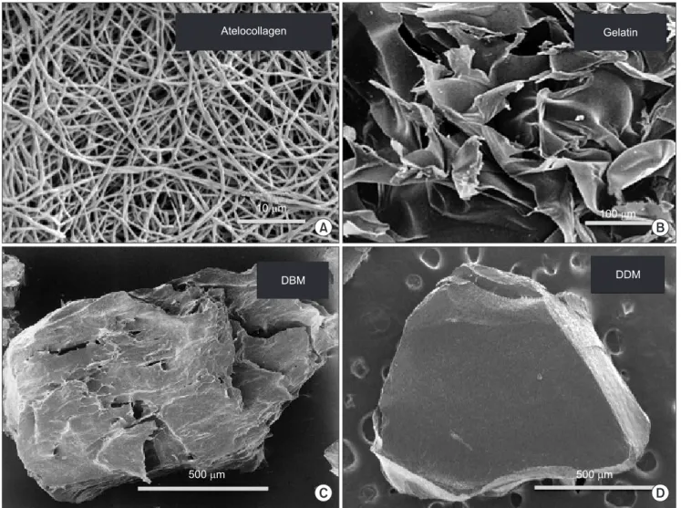 Fig. 3. SEM of collagenous materials. A. Atelocollagen fibers. B. Plate-like gelatin. C