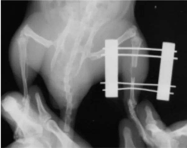 Fig. 1. Bone defect at the midshaft of  the tibia was made and fixed with external fixator 