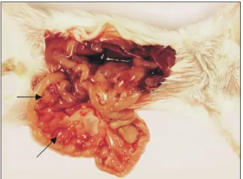 Fig.  2.  Microscopic  findings.  Tumor  cells  are  spreading  in  diffuse  sheet  like  pattern  with  focal  storiform  arrangements