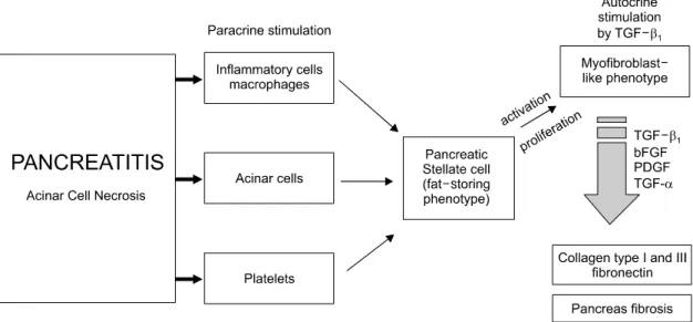 Fig.  4.  Simplified  model  demonstrating  cell-cell  interactions  via  soluble  mediators  in  pancreatitis