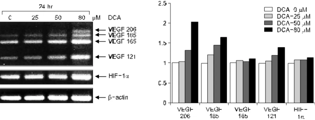 Fig.  1.  Effects  of  DCA  on  HIF-1α and  VEGF  gene  expression  in  HT-29  cells.  DCA  is  added  to  the  cultures  of  HT-29  cells  and  RNA  is  isolated  after  24  hrs