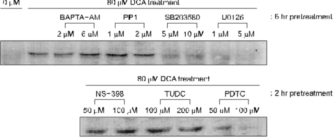 Fig.  3.  DCA-induced  MMP-9  expression  and  effects  of  specific  signal  inhibitors