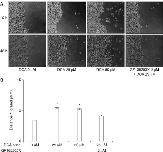 Fig.  4.  DCA-induced  MMP-9  activation  and  effects  of  specific  signal  inhibitors
