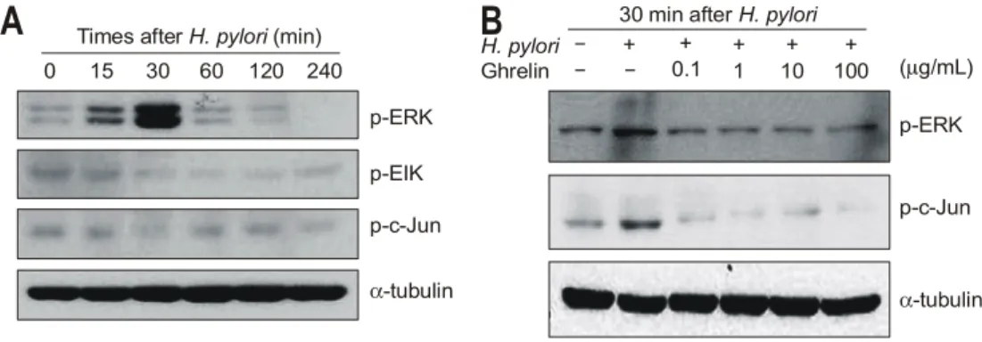 Fig.  6.  The  changes  of  expression  of  MARK  after  H.  pylori  inoculation  and  administration  of  ghrelin