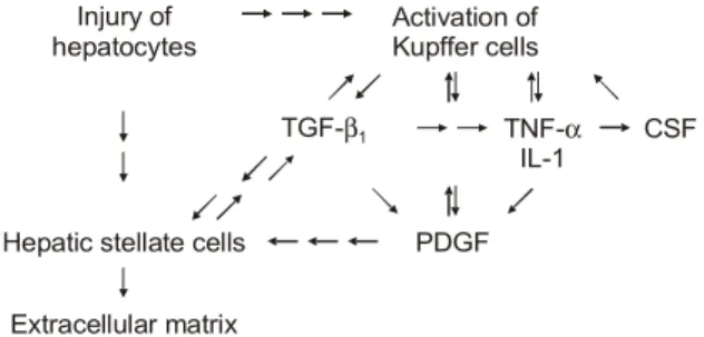 Fig.  1.  Interrelation  between  cells  and  cytokines  in  extracellular  matrix  production.